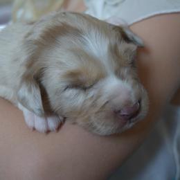 Cinder - Red merle female Australian Shepherd puppy in Lyons, Georgia from Canyon South Aussies