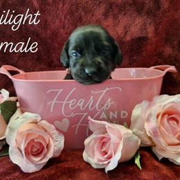 Twilight - Black female Labrador Retriever puppy in Bemidji, Minnesota from Northern Star Elite Quality Labrador Retrievers