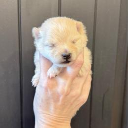 Girl 1 - Cream parti female Pomeranian puppy in Stroud, Oklahoma from Laik’s Little Shihtz & Poms