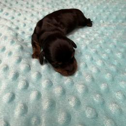 Goose - Black and tan male Dachshund puppy in Palm Bay, Florida from Anastasia’s Royal Weenies