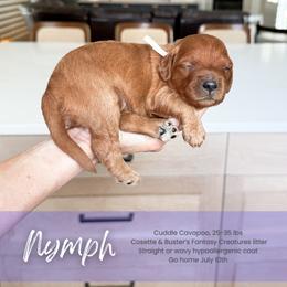 Nymph - Red female Cavapoo puppy in South Jordan, Utah from Wonderful World Doodles
