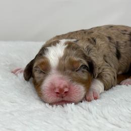 Vienna - Chocolate merle female Bernedoodle puppy in Fleming, Colorado from Vandenbark Doodles