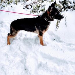 German Shepherd All Grown Up from Leveren K9s