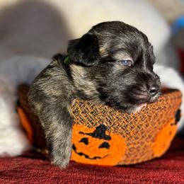 Green Collar boy - Blue brindle male Glen of Imaal Terrier puppy in Homestead, Pennsylvania from Galore Glens