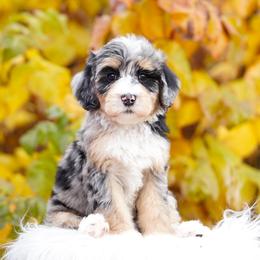 Chanel - Blue merle female Bernedoodle puppy in Spokane, Washington from Lilac City Doodles