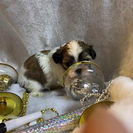 Crystal - Gold and white female Shih Tzu puppy in Pleasant Shade, Tennessee from Kuntry Tyme Shih Tzus