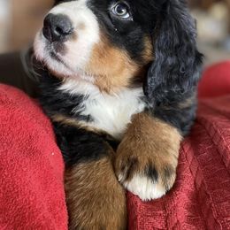 Bernese Mountain Dogs from Bear Creek Berners
