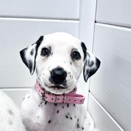 Shanti, LUA, full hearing - White and black female Dalmatian puppy in Gray, Georgia from Fuller Spots