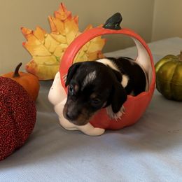 Jellybean - Piebald male Dachshund puppy in Great Falls, Montana from Dawn's designerDachshunds