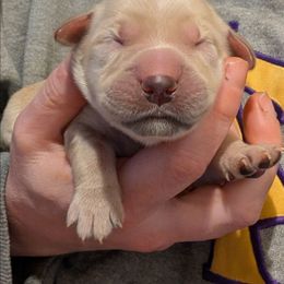 Orange - Golden male Golden Retriever puppy in Madison, Ohio from Heckmans English Cream Golden Retrievers