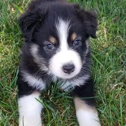 Australian Shepherds from Jodie's Australian Shepherds