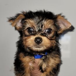 Blue - Black and gold male Yorkshire Terrier puppy in Gilbert, Arizona from Yorkie Your Soulmate Puppy