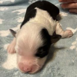 Girl 4 - Black tri female Miniature American Shepherd puppy in Tiskilwa, Illinois from First Harmony Farms