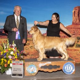 Paden - Golden Retriever