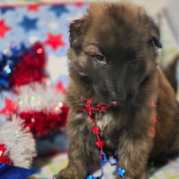 Girl 1 - Sable female German Shepherd puppy in Leon, West Virginia from Heart2Heart Kennels