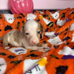 Miley - Piebald female Dachshund puppy in Lake City, Florida from My Ditzy Doxies of Florida