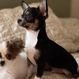 Chihuahua puppies from Cloud9 Chihuahuas