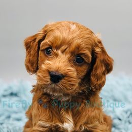 Cockapoo Puppies from Firefly Puppy Boutique