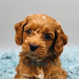 Cockapoo Puppies from Firefly Puppy Boutique