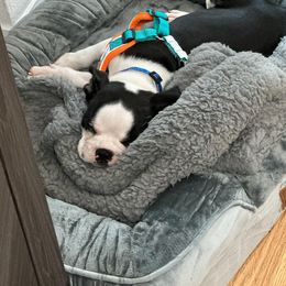 Boston Terrier Puppies from I Love Pups