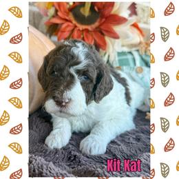 Kit Kat - Parti female Goldendoodle puppy in Caddo Mills, Texas from Fire Wife Doodles