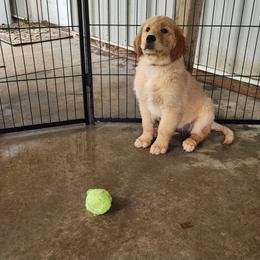 Everlong Spruce - Dark golden male Golden Retriever puppy in Monroe, North Carolina from Everlong Equine and Canine