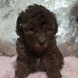 Sunny - Brown female Poodle puppy in Neosho, Missouri from Star Light Pups