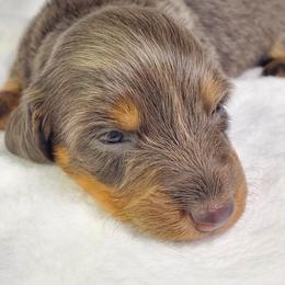 Dalilah - Blue and tan female Dachshund puppy in Mountain Grove, Missouri from Callaway Country Dachshunds