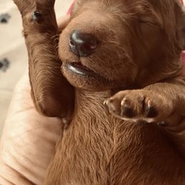 Poodle Puppies from Prissy Pants Poodles LLC