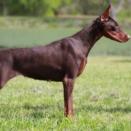 Mona - Doberman Pinscher