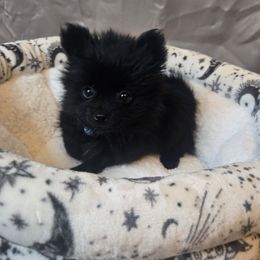 Midnight - Black female Pomeranian puppy in Newport News, Virginia from Itty bitty friends
