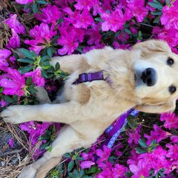 English Springer Spaniel Puppies from 31 Pines Springers & Retrievers