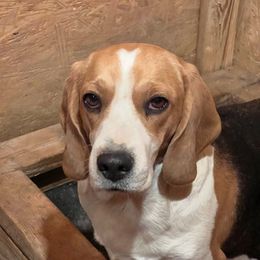 Sage - Beagle