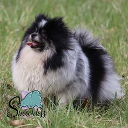 Zora - Pomeranian
