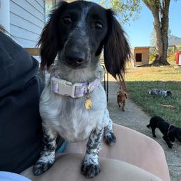 Bella - Dachshund