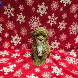 Charlie - Red male Cavapoo puppy in Copan, Oklahoma from Lebel Cavapoos