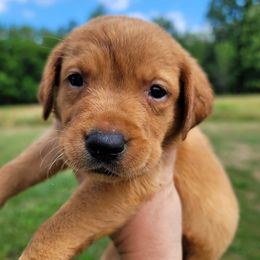 Labrador Retriever Puppies from Blackwoods Labradors
