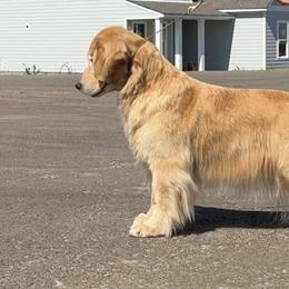 Pearl - Golden Retriever