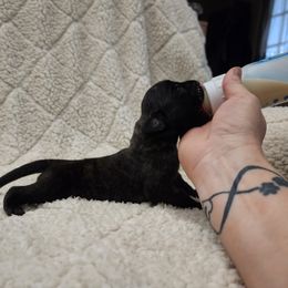 Girl 3 - Brindle Mastiff puppy in Aurora, Colorado from Bratay Mastiffs