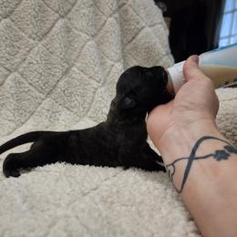 Girl 3 - Brindle Mastiff puppy in Aurora, Colorado from Bratay Mastiffs