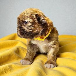 AKC-Teddy - Liver and white male Shih Tzu puppy in Mooresville, North Carolina from Juji Shih Tzu