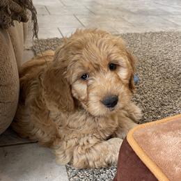 Paisley - Apricot female Goldendoodle puppy in Sugarcreek, Ohio from True Hearted Doodles