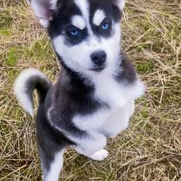 Pomsky Puppies from Periwinkle Pomskies