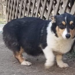 Tink - American Corgi