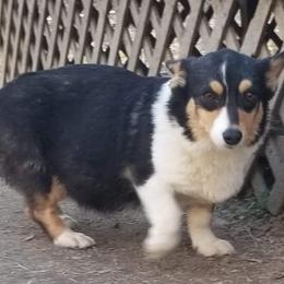 Tink - American Corgi