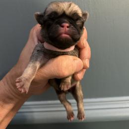 Pink collar - Fawn female Pug puppy in Tucson, Arizona from Furever Friends