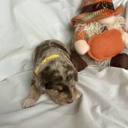 Moose - Red merle male Miniature Australian Shepherd puppy in Edgar Springs, Missouri from Scott’s Aussies LLC