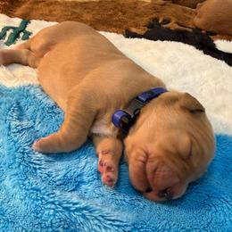 Draper - Dark Blue Collar - Golden male Golden Retriever puppy in Salt Lake City, Utah from Soaring golden retrievers
