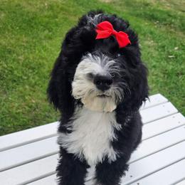 Junebug - Black and white female Sheepadoodle puppy in Heyburn, Idaho from Royal T Acres
