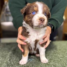 Maple (yellow) - Red tri-color female Australian Shepherd puppy in Falmouth, Kentucky from Queen City Farm